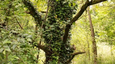GOCCIA: la rinascita verde dell’ex area industriale