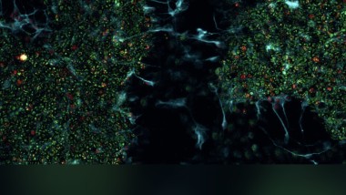 Le prospettive del biological computing