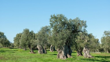 Radica accelera nel carbon farming